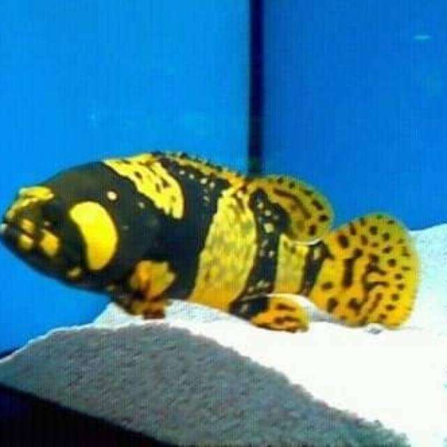 Ikan hias kerapu emas /bumblebee grouper | Shopee Indonesia
