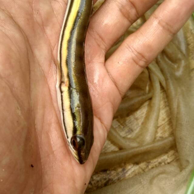 Gratis Unduh Gambar Gratis Terbarurmasi Harga Ikan Toman Februari 2020 Terkeren by www.lampunghits.com