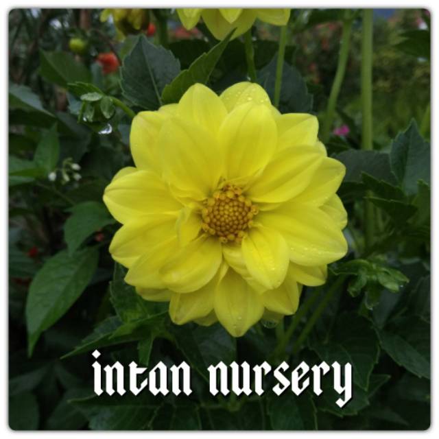 Gratis Download Gambar Tanamsendiri Gambar Gratis Grow Your Own Gambar Hari Ini Bunga Dahlia Terkeren oleh Lampung Hits