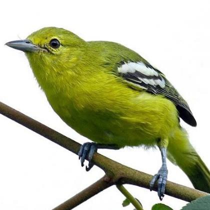 Burung Cipow/ Diku Bahan Pilihan Promo Hari Ini | Shopee Indonesia