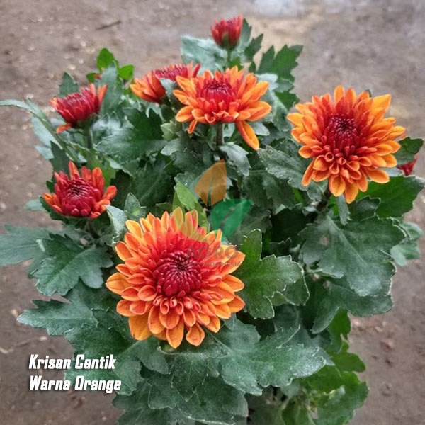 Dapatkan Gambar Jual Promo Tanaman Bunga Krisan Aster Ungu Magenta Cantik Di Terkeren oleh Lampung Hits