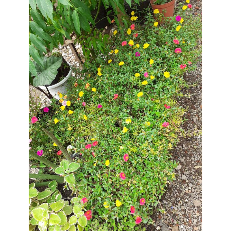 bunga jam 9 / bunga krokot, 10 rb dapat 10 batang ya..warna campur | Shopee  Indonesia