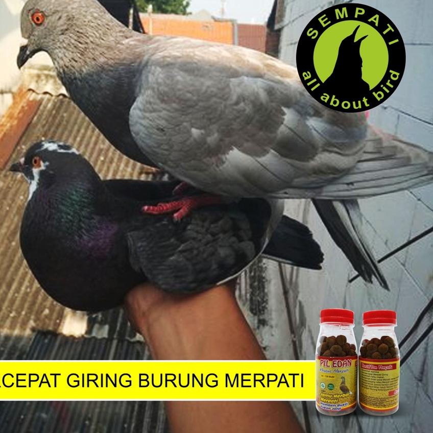 Cara cepat burung merpati agar giring keras menggunakan obat. Harga Merpati Giring Terbaru November 2021 Biggo Indonesia