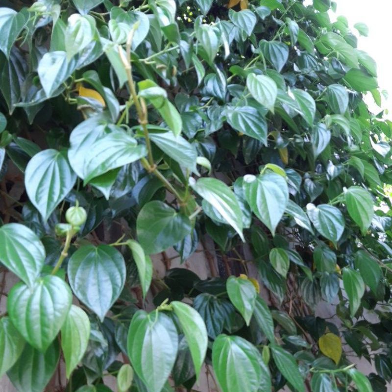 ( ulang korus 1 & korus 2 ). Jual Daun Sirih Segar Herbal Temu Ros Minimal Order 10 Lembar Shopee Indonesia