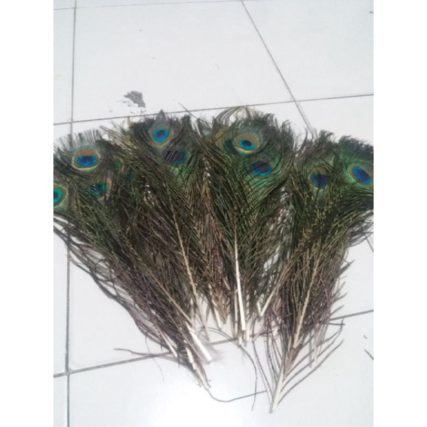 Bulu Merak Asli | Shopee Indonesia 600_X_600_jpg