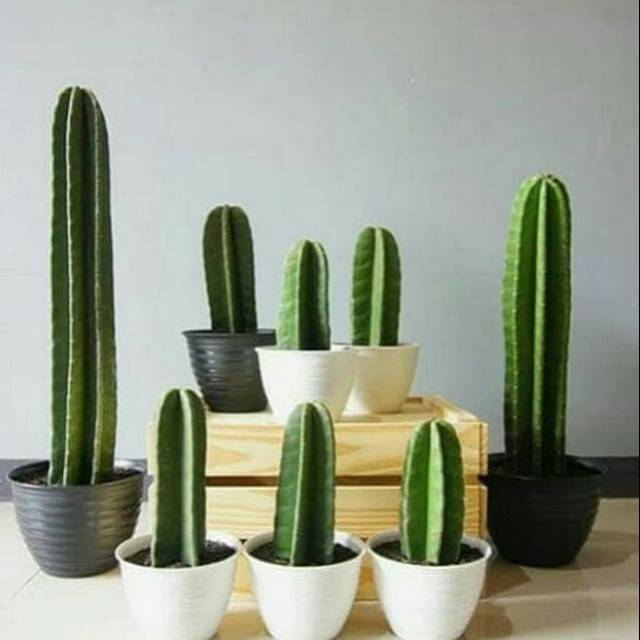 Pohon kaktus koboy dengan pot warna dan media tanam | Shopee Indonesia