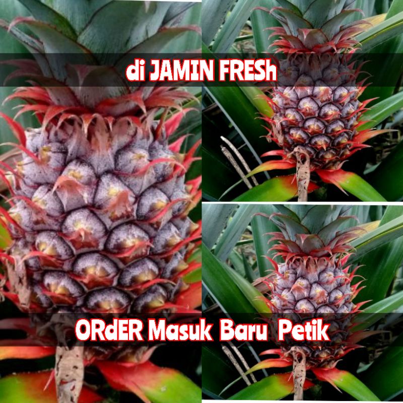 Makanan pelancar haid yang tidak kalah menarik adalah nanas. Jual Nanas Muda Pelancar Haid Herbal Indonesia Shopee Indonesia