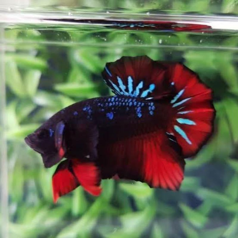 Harga ikan cupang avatar vampire
