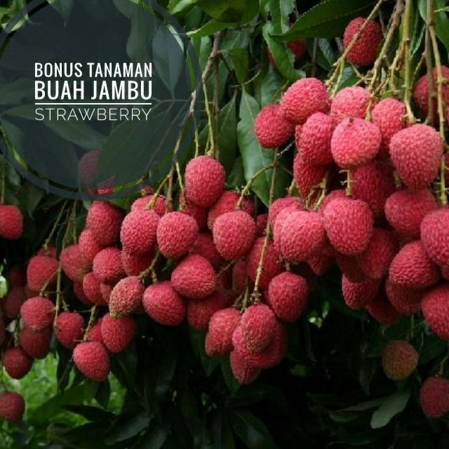 Tanaman Buah Leci | Shopee Indonesia