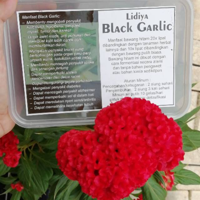 Black Garlic Bawang Hitam Shopee Indonesia