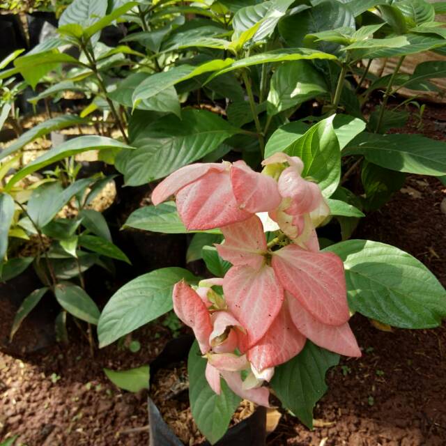 Gratis Download Gambar Tanaman Bunga Nusa Indah Pink Pink Mussaenda Terbaru by Lampunghits.com