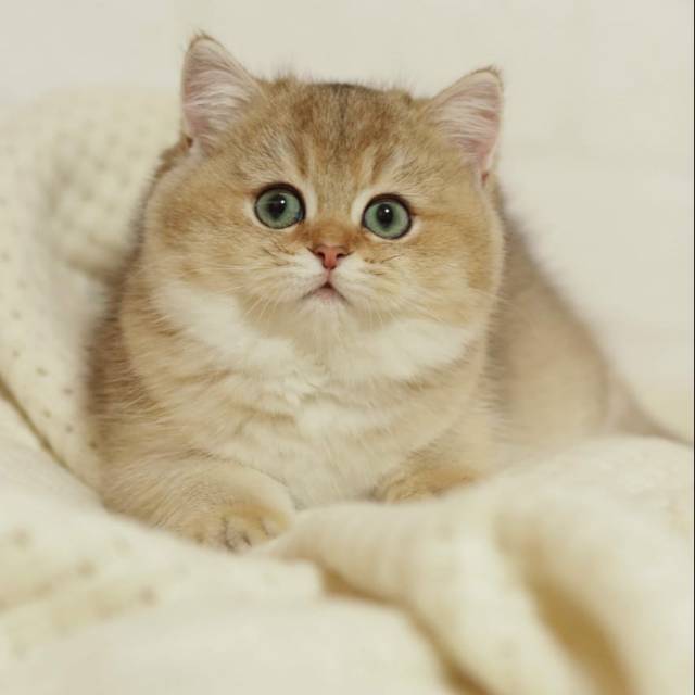 These Are The 8 Top Most Expensive Cats In The World Scoopnow Cat Breeds British Shorthair Cats British Shorthair British shorthair cats are almost the pupil of those who want to own a cat with their beauty and honey color eyes.