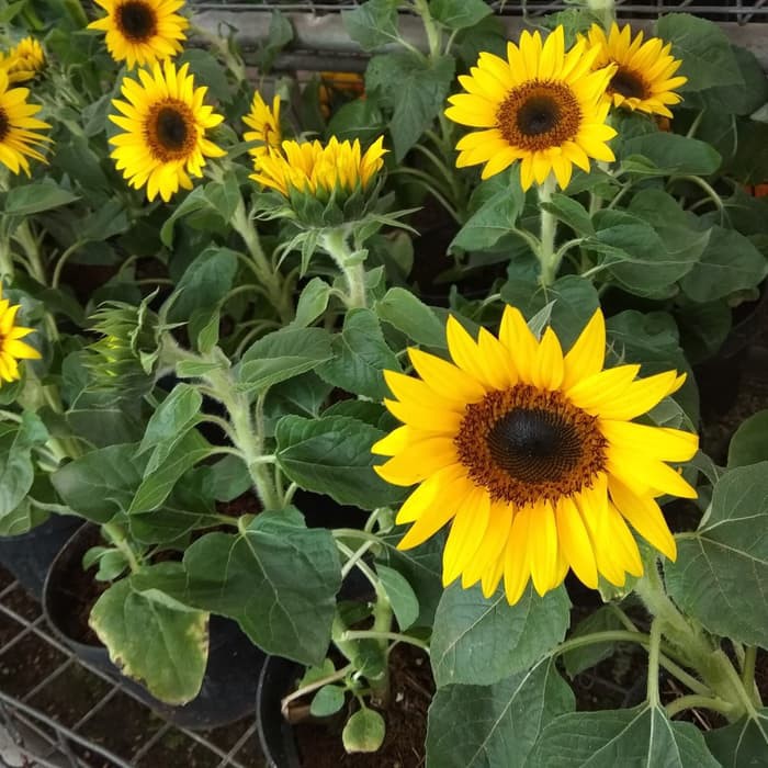 Dapatkan Gambar Tanaman Bunga Matahari Haira Seed Jual Produk Terbaru Februari Terbaru oleh Lampunghits.com