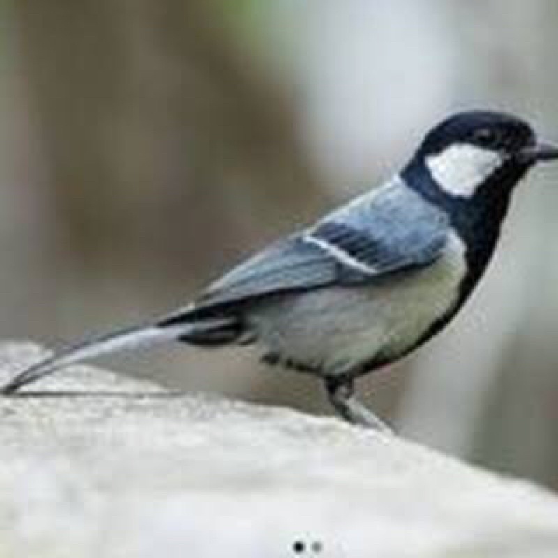 Jual Burung Gelatik Batu Indonesia|Shopee Indonesia 800_X_800_jpg