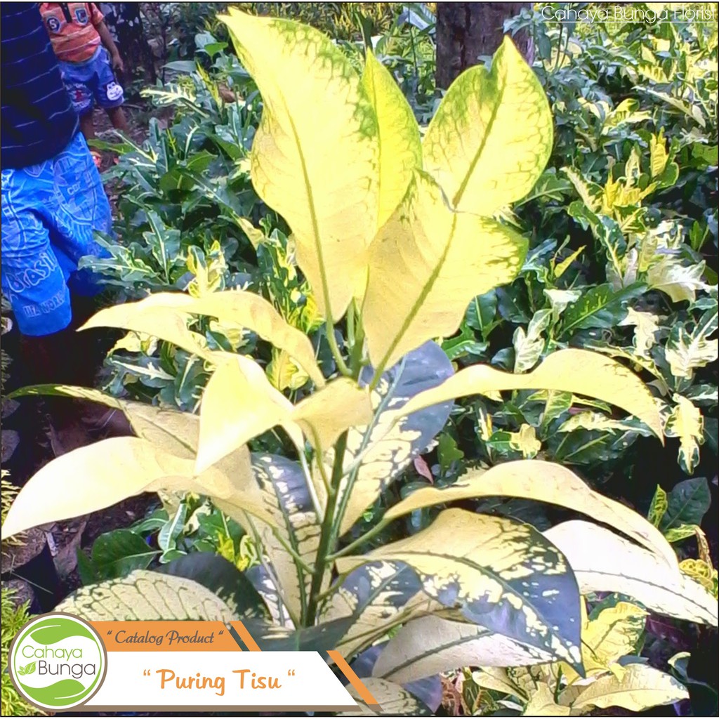 Dapatkan Gambar Jual Tanaman Hias Bunga Puring Lele Di Lapak Setiawan Ramadhani Terkeren oleh www.lampunghits.com
