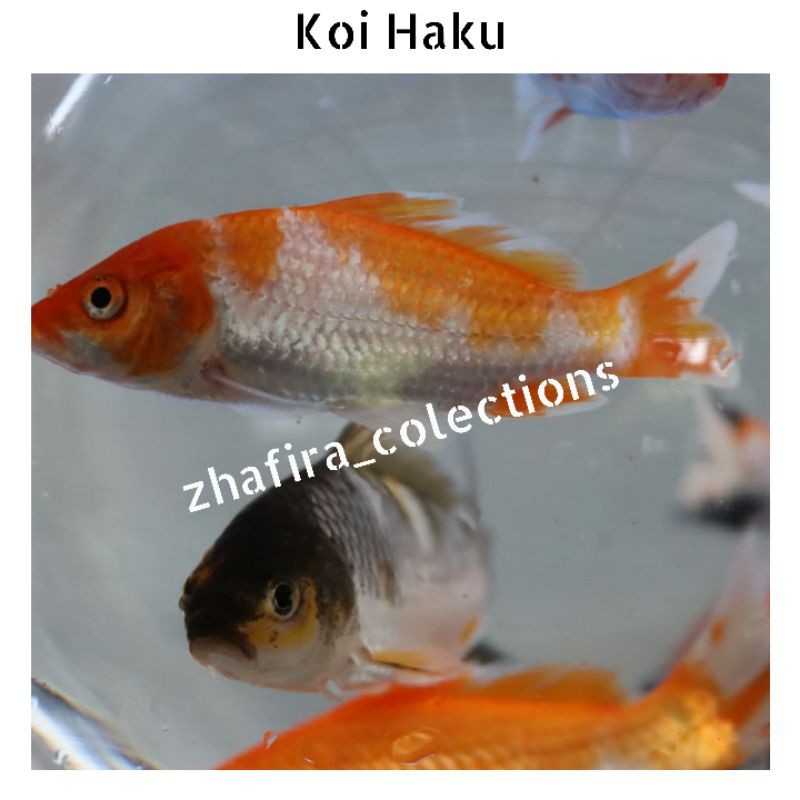 Jantan · tutup insang kasar saat disentuh (saat dewasa / siap menikah). Jual Ikan Hias Koi Haku Hiasan Aquascape Aquarium Indonesia Shopee Indonesia