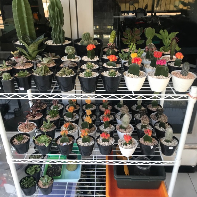 aneka kaktus dan sukulen | Shopee Indonesia