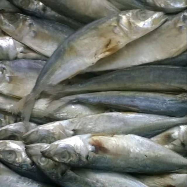 Dapatkan Gambar Jual Ikan Layang Benggol Kab Banyuwangi Irhim Tokopedia Terupdate oleh Lampunghits.com