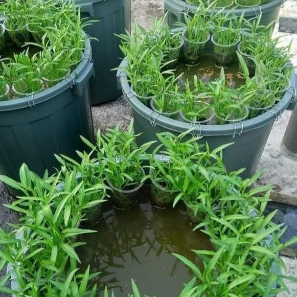 Alasan memilih untuk menanam tanaman . Bak Ember Budidaya Lele Semai Kangkung 80 Liter Mudah Menguntungkan Shopee Indonesia