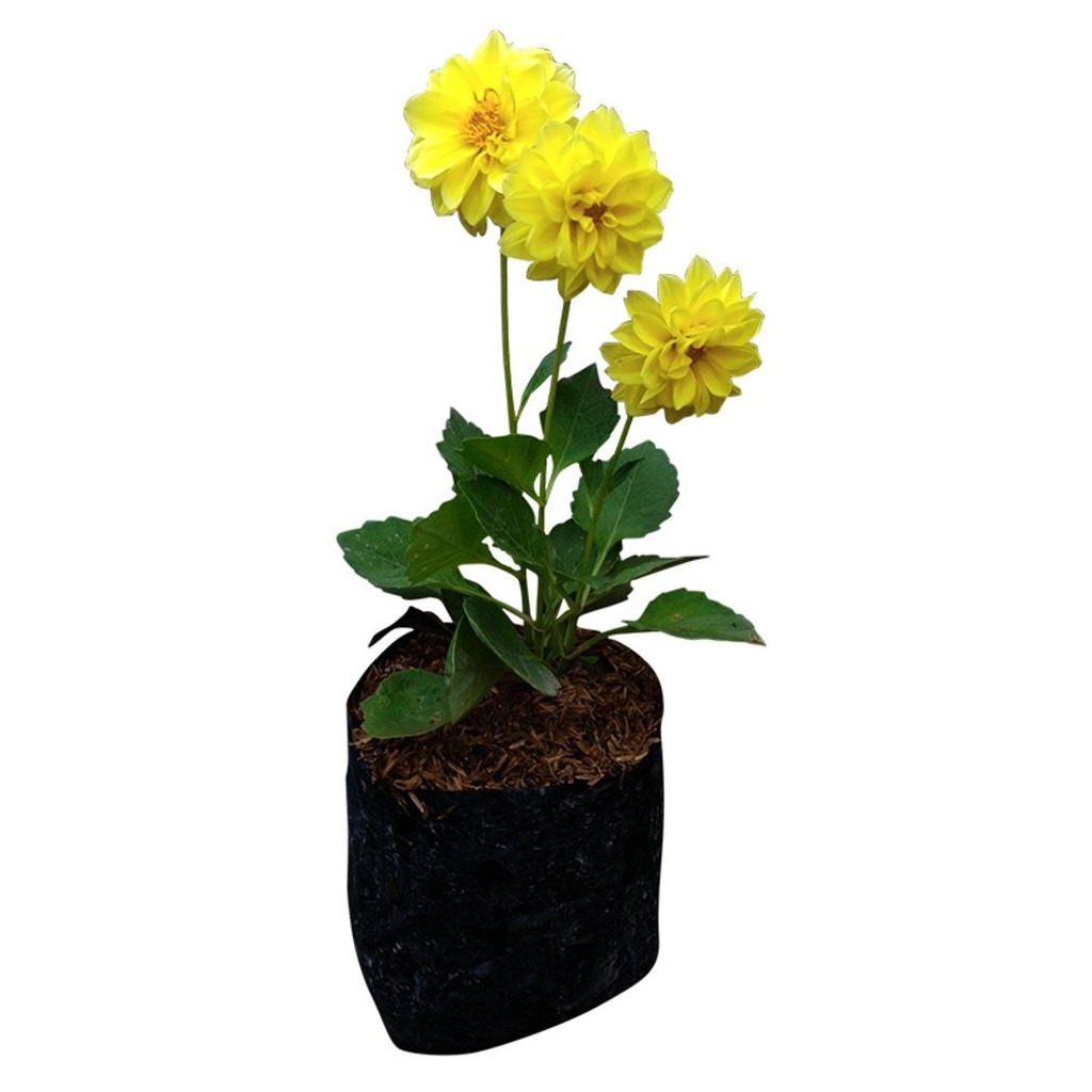 Unduh Gratis Gambar Bunga Bunga Images Stock Photos Vectors Shutterstock Terkeren by Lampunghits.com