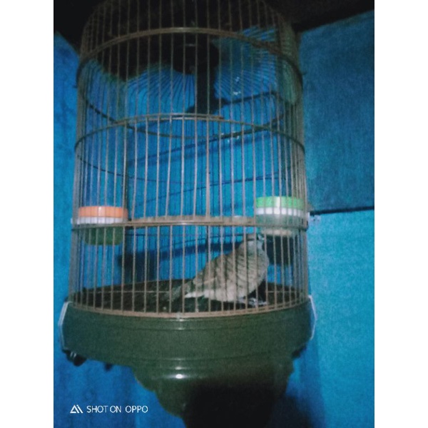 Jual Burung Perkutut Lokal Katuranggan Jogo Boyo Indonesia|Shopee Indonesia 600_X_600_jpg