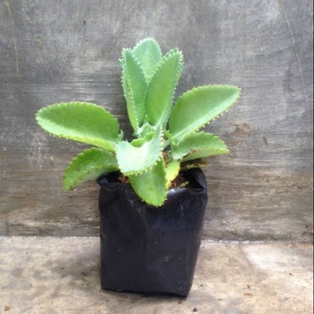 Tanaman Daun Cocor Bebek | Shopee Indonesia