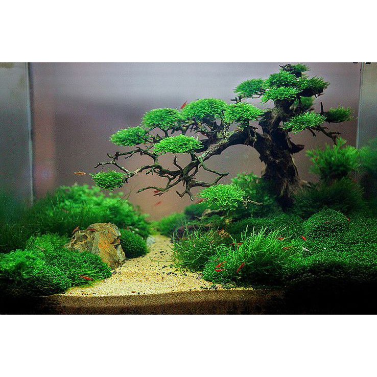 Growing bonsai trees is an art form that requires patience, but you can grow bonsai trees fast with strategic species choices and proper care techniques that allow the trees to thrive. Aquascape Aqua Scape Aquarium Bonsai Tree Small Medium Large Suitable For 1ft 1 5ft 2ft Tank Shopee Malaysia