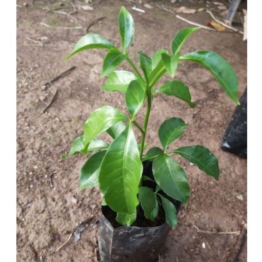 Daunnya yang tua berwarna hijau pekat serta tebal. Anak Pokok Ulam Tenggek Burung Daun Cabang Tiga Shopee Malaysia