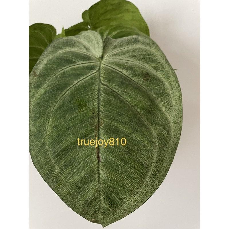 The veins of the leaves stay mostly . Syngonium Frosted Heart Big Leaves Shopee Malaysia