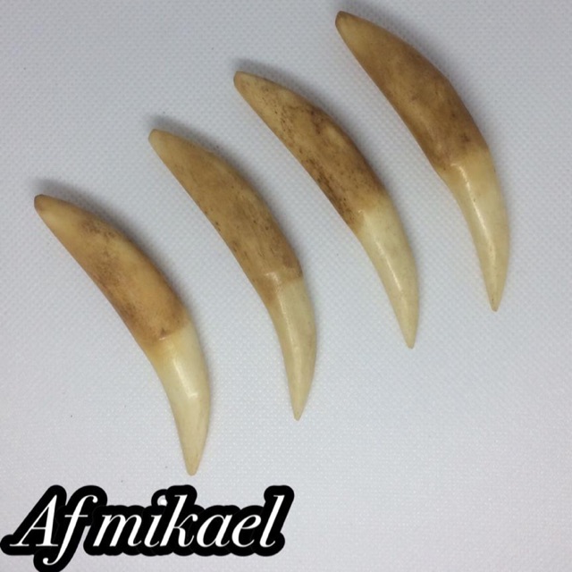 Gratis Download Gambar Apakah Harimau Kalimantan Pernah Eksis Di Masa Lalu Mongabay Gratis Id Terkeren by Lampunghits.com