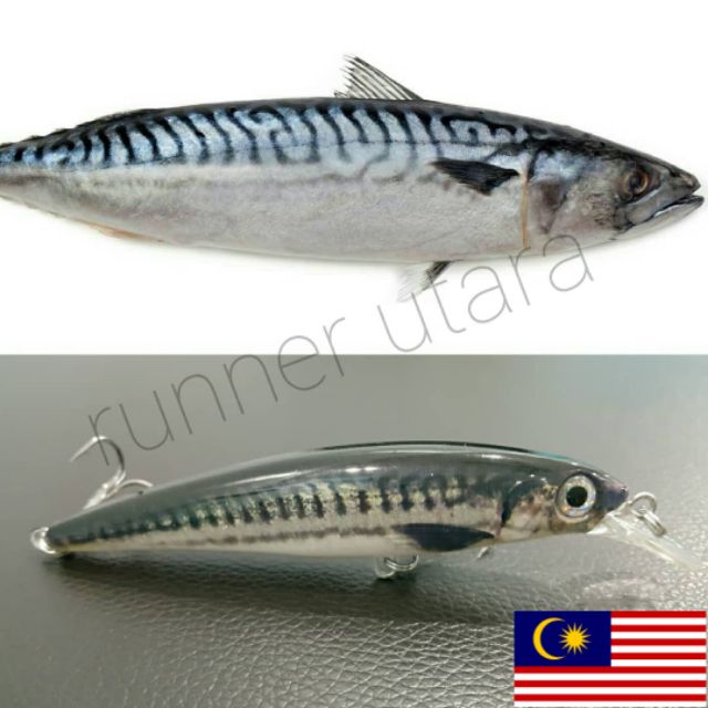 Gratis Download Gambar Gratis Terbaru Spesies Kenali Ikan Gerepoh Umpan Terkeren oleh Lampunghits.com