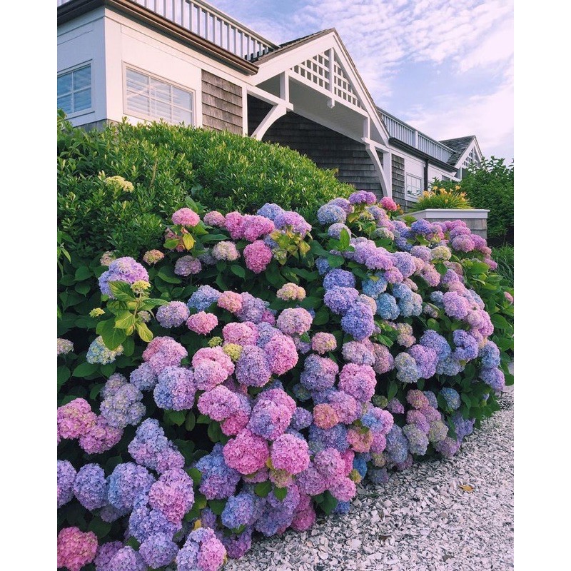 Dapatkan kredit kendaraan impian dengan angsuran rendah dalam berbagai alternatif metode pembiayaan Anak Pokok Bunga Siti Zubaidah Hydrangea Bunga Kembang Tiga Bulan Shopee Malaysia