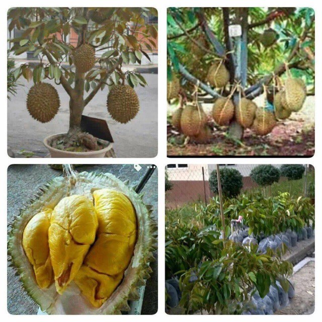 Tanaman Durian Dalam Pasu : Jual Promo Satu Paket Isi 3 Pohon Durian