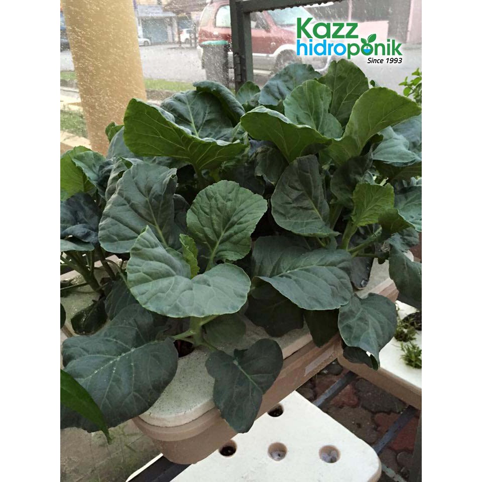 20,546 likes · 18 talking about this · 13 were here. Kazz Starter Kit Hidroponik Tanpa Pam Shopee Malaysia