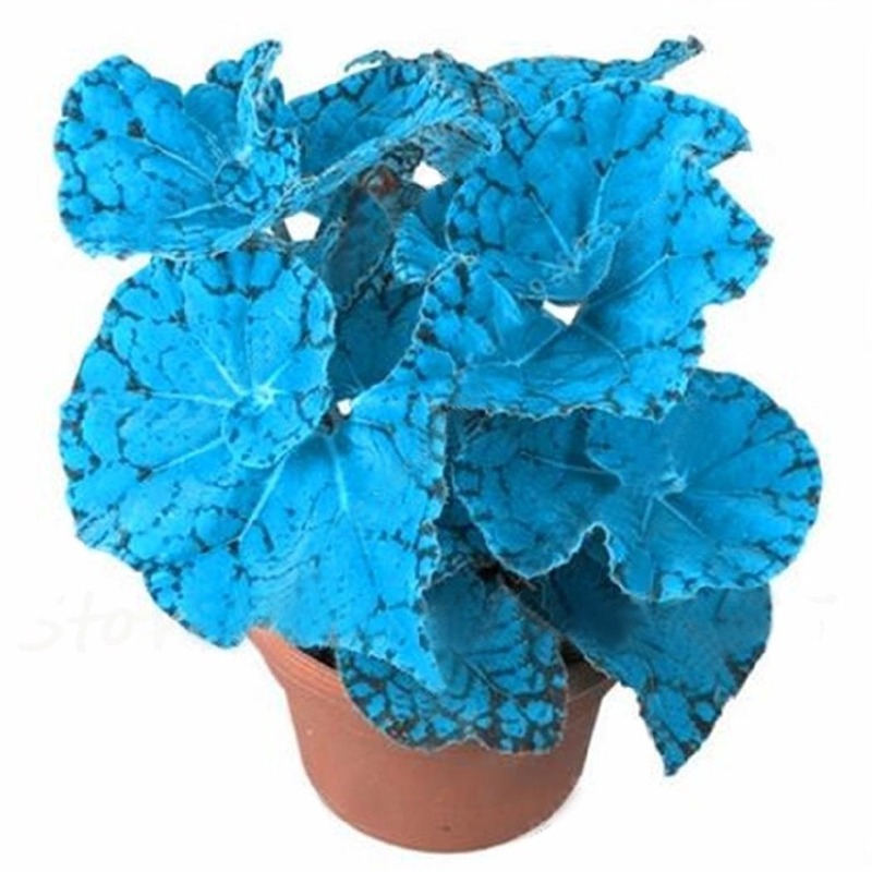 An added benefit of growing these plants in . New Garden Blues Plants Coleus Seeds Multicolor Color Begonia Plants Bonsai Flower Plants Balcony Shopee Malaysia