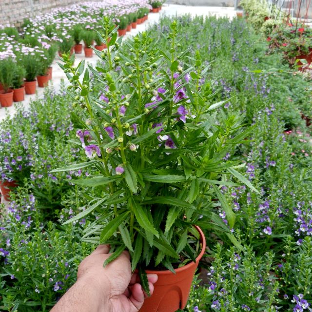 Tanaman herba di malaysia merupakan satu industri baru yang mendapat galakkan daripada kerajaan melalui projek nkea di bawah epp1 iaitu . Anak Pokok Bunga Herba Angelonia Live Plants Angelonia Herb Potted Plants Pokok Herba Bunga Satey Pokok Hiasan Cantik Shopee Malaysia