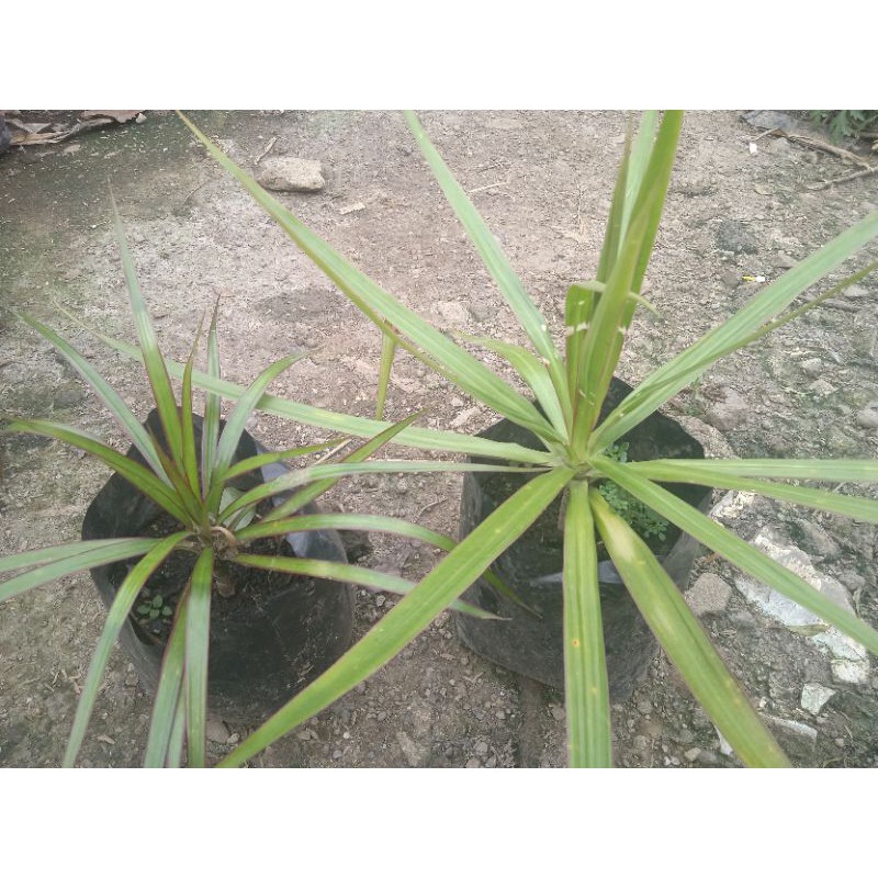 Dracaena Draco Care Details On Growing The Dragon Tree Plant