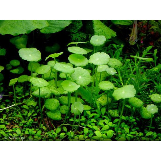 Boatsea Aquarium Plants Water Faux Green Grass Plant Fish Tank Philipes Rotala sp Mini Butterfly.