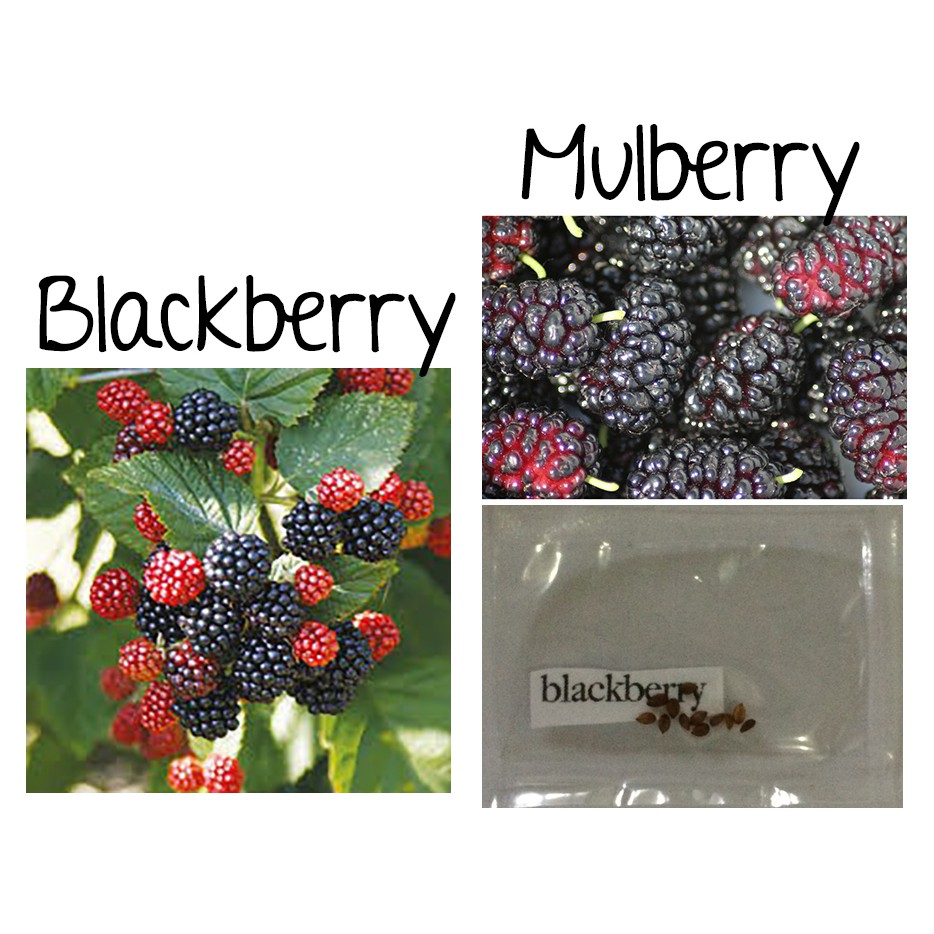 Attractive Evergreen Shrubs And Trees With Red Fruits And Berries