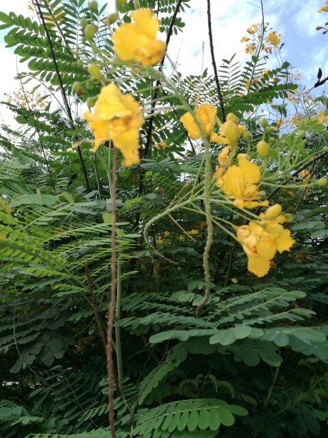 Australia Bushfires Cause Impact And Restoration