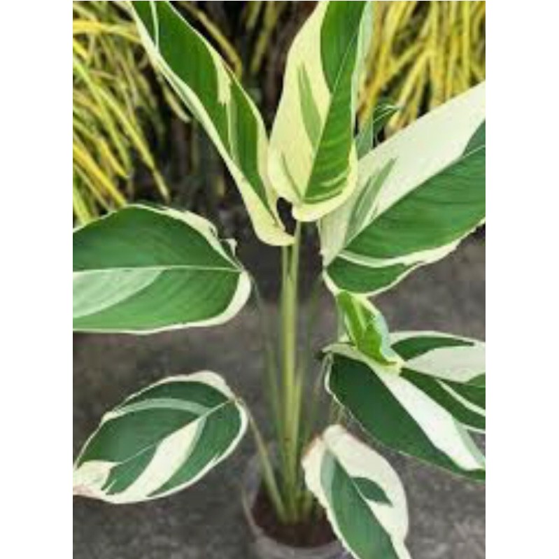 Choosing the right houseplant for your home o. Calathea Arrowroot Indoor Or Outdoor Plant Shopee Philippines