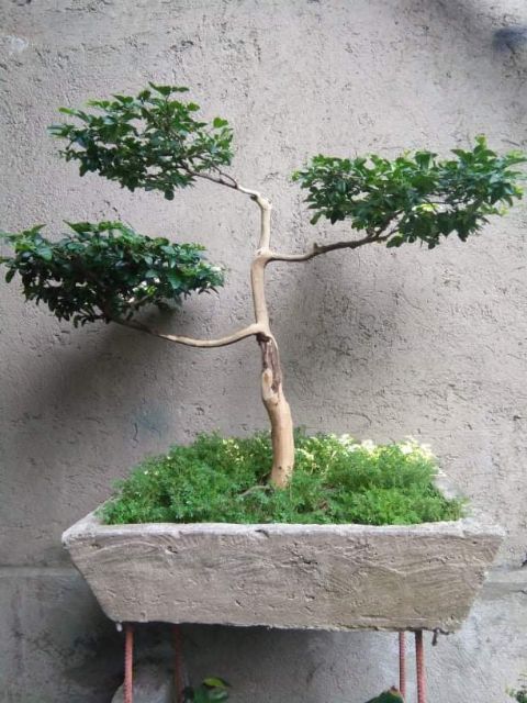 Growing Bonsai Bonsai Tree Care For Beginners The Old Farmer S Almanac