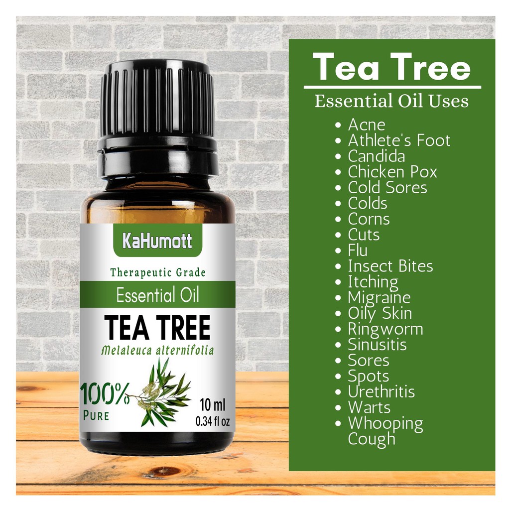 Melaleuca Alternifolia Tea Tree Buy Herb Plants