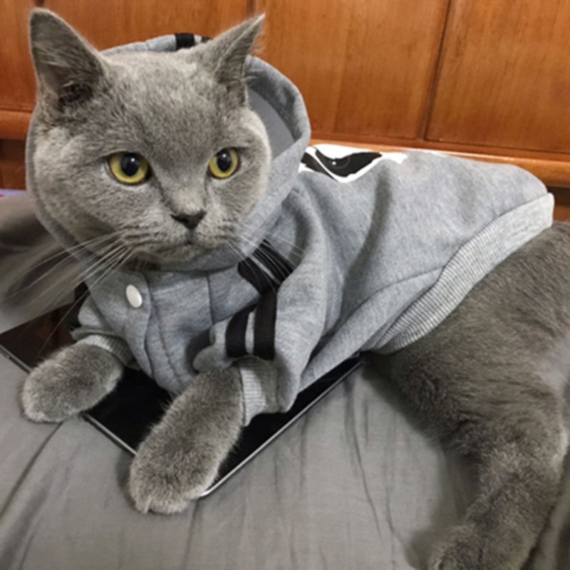 Short Hair Cat Persian Cat Dog Clothes Teddy Cotton Blue Whi Shopee Philippines