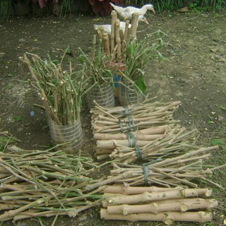 · the staff will give you the appropriate jrs pouch or box for your package. Madre de Agua cuttings 40pcs cuttings | Shopee Philippines