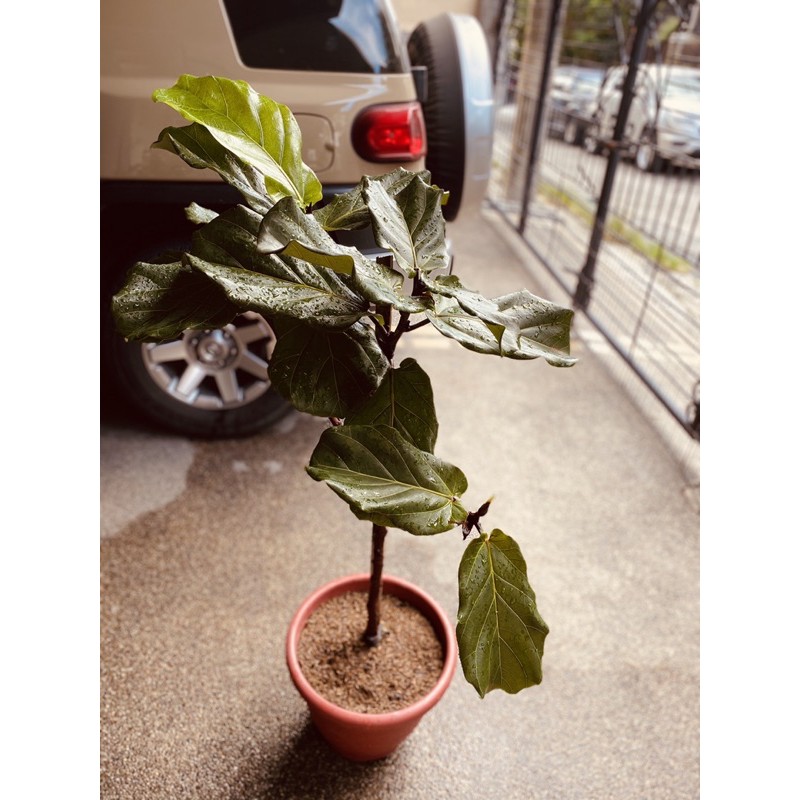 1 9 M 6 5 Ft Fiddle Leaf Artificial Fig Tree In White Planter