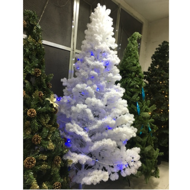 Buy Californian Lilac Ceanothus Skylark 19 99 Delivery By Crocus