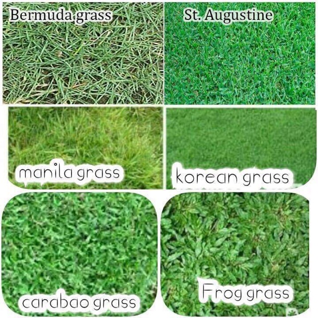 Frog Grass Oy Urban Gardener If you are using Frog Fruit to grow as ground cover allow four plants per square meter.
