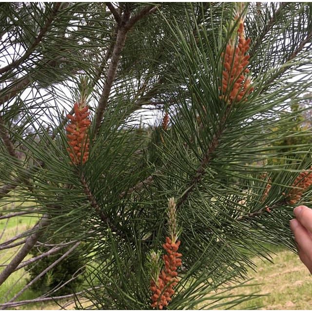 Eastern White Pine Tree Png Clipart Art Black And White Branch Christmas Decoration Christmas Tree Free