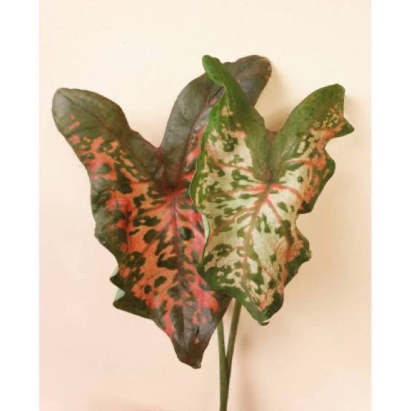 All varieties of caladium have high humidity needs. Twist And Shout Caladium Indoor And Outdoor Plants 450